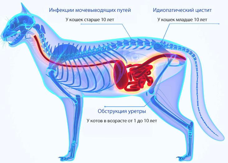 PetKit Occult Blood Test Mixed Cat Litter PetKit Occult Blood Test Mixed Cat Litter