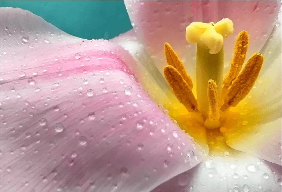 Redmi Note 12